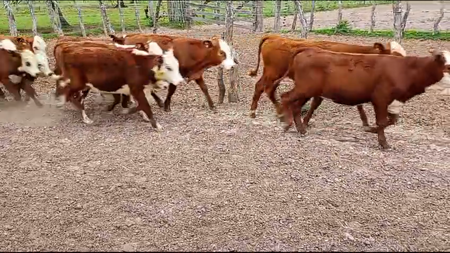 Lote 70 Terneros/as en Perugorría, Corrientes