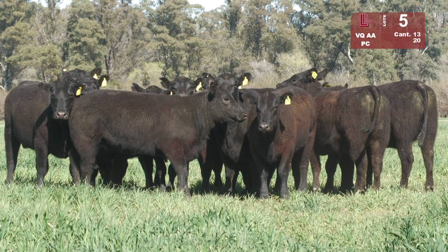 Lote VAQUILLONAS ANGUS NEGRAS PURAS CONTROLADAS C/GTÍA DE PREÑEZ