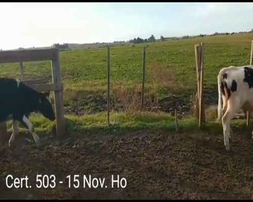 Lote (Vendido)15 Novillos HO a remate en Remate virtual de Coco Morales & Asoc. 218kg -  en A 8 KM DE COLONIA MIGUELETE - COLONIA