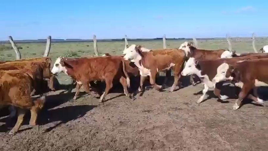 Lote 120 Terneros/as