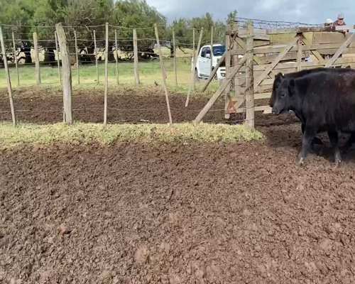 Lote 25 Terneros en Tres Arroyos, Buenos Aires