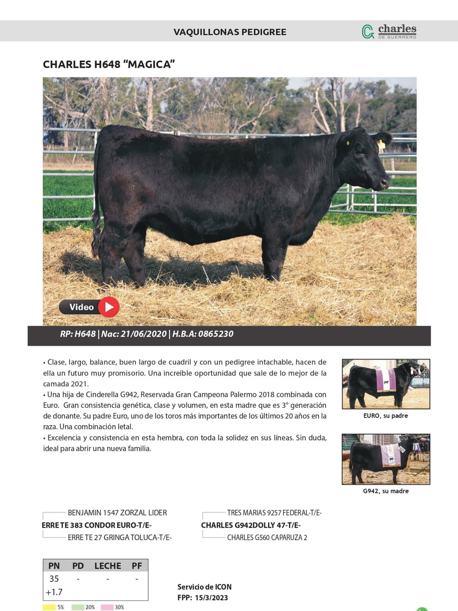 Lote VAQUILLONAS PEDIGREE