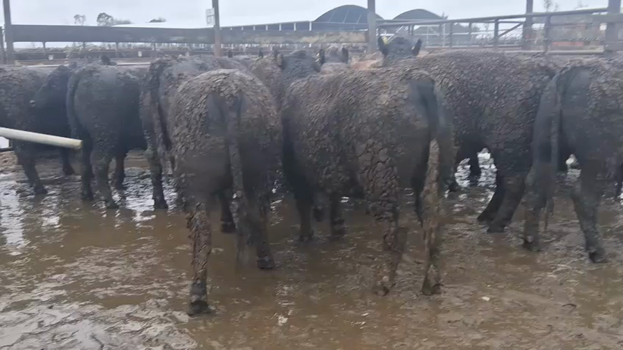 Lote 20 Novillo Gordo en Los Ángeles, VIII Región Biobío