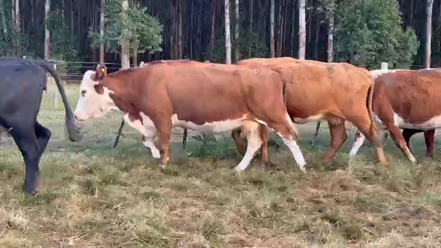 Lote 30 Vacas usadas preñadas