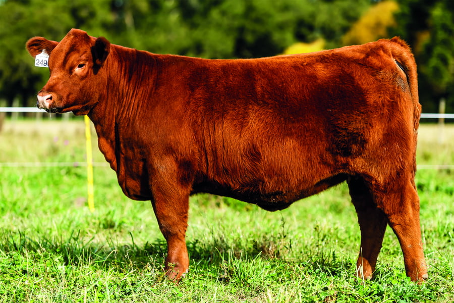 Lote TERNERAS PURAS DE PEDIGREE