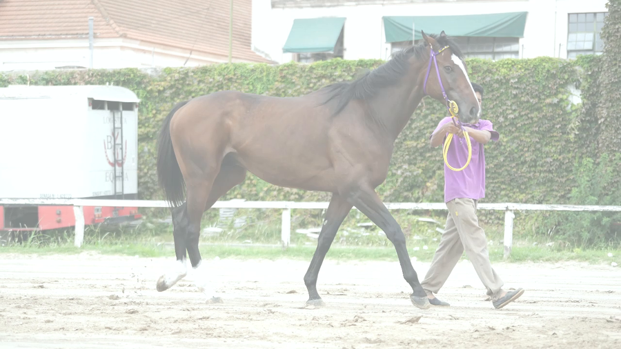 Lote NOVEMBER RIDE (RERIDE -  MONTE UDALA) EN TRAINING