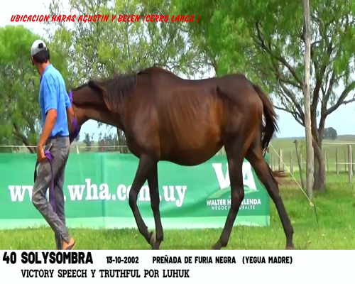 Lote SOLYSOMBRA
