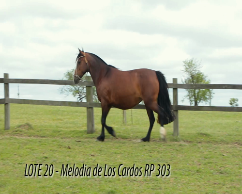 Lote MELODIA DE LOS CARDOS