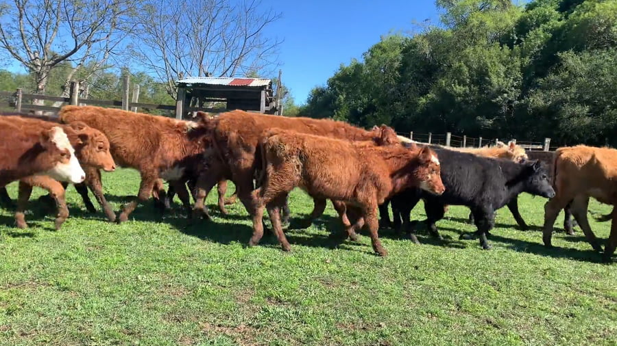 Lote 106 Terneros en Tacuarembó, Paso del Cerro