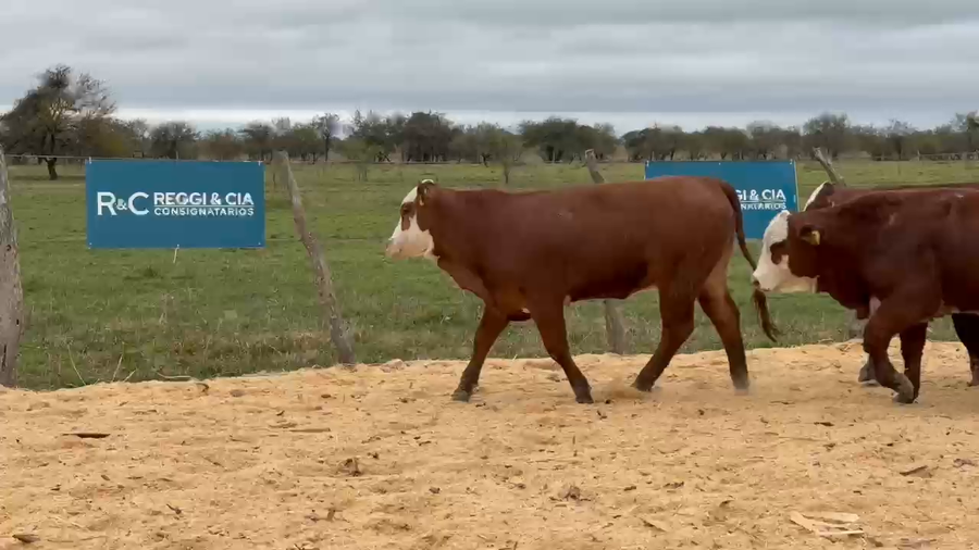 Lote Cabaña Olazul SA