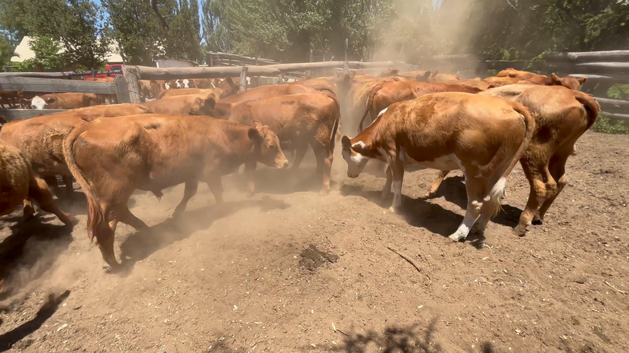 Imagen 1 del Lote Lote 35 Ternero en San Javier, VII Región Maule