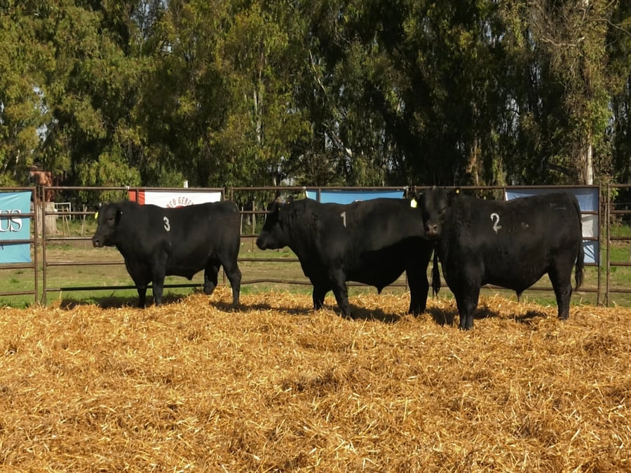 Lote TOROS ANGUS NEGROS PC