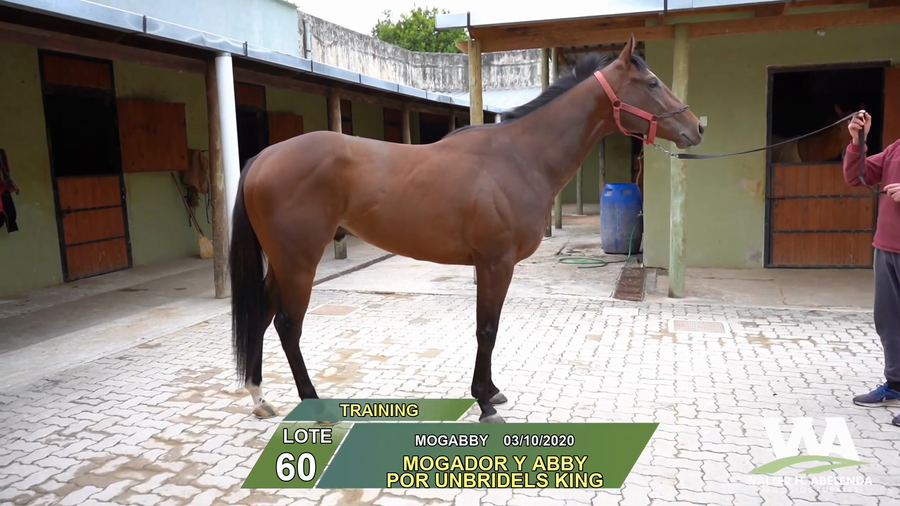 Lote MOGABBY
