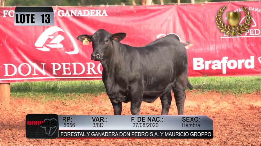 Lote Nacional de Otoño Brangus Campo - Lote 13
