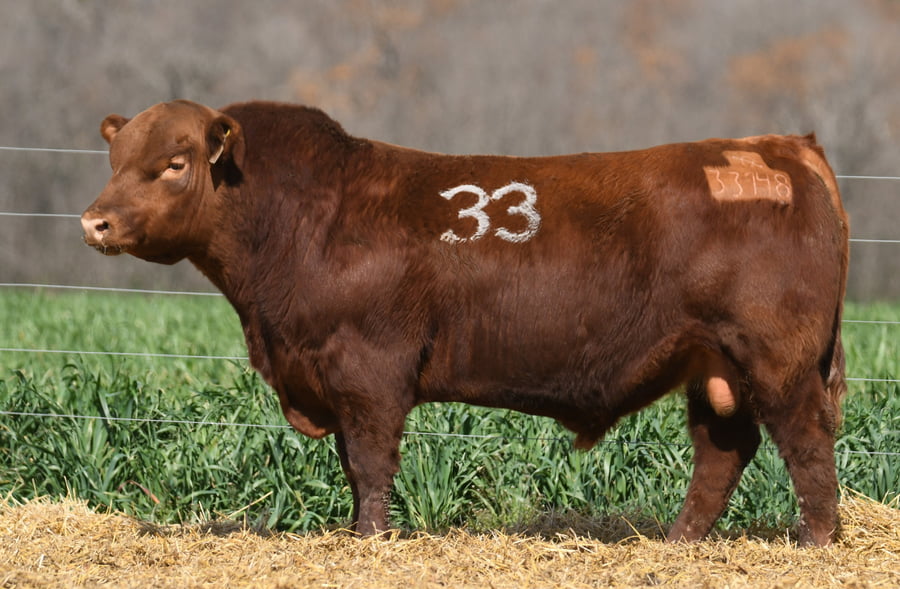 Lote TORO ANGUS PC
