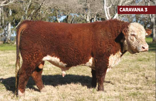 Lote GARZON ZER WONDER 867/1175