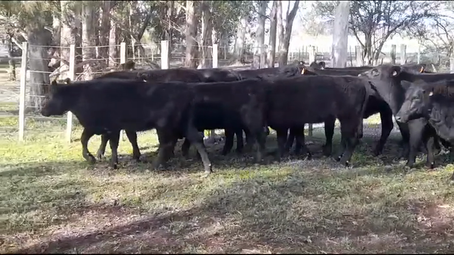 Lote VAQUILLONAS ANGUS NEGRAS