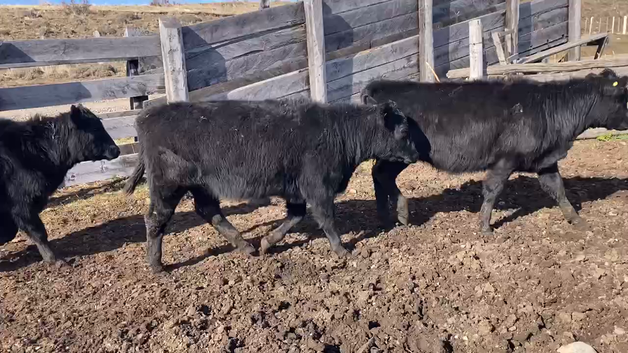 Lote 40 Ternera en Coyhaique, XI Región Aysén