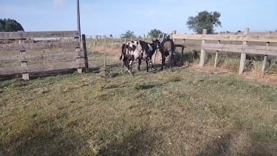 Lote 3 Terneros a remate en Pantalla Camy, Maldonado