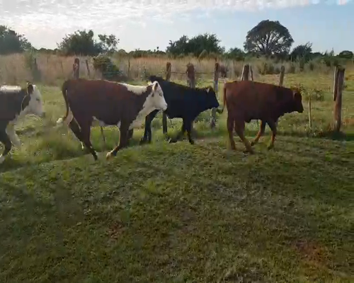 Lote 80 Terneros/as en Goya, Corrientes