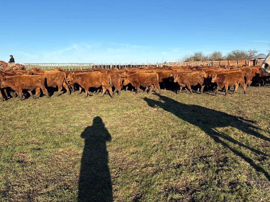 Lote 65 Terneros en Entre Ríos, Villaguay