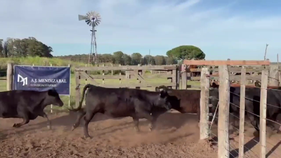 Lote 52 VAQUILLONAS, EN GUAMINI, BS. AS.