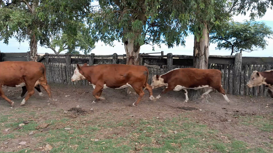 Lote 10 Vacas de invernar