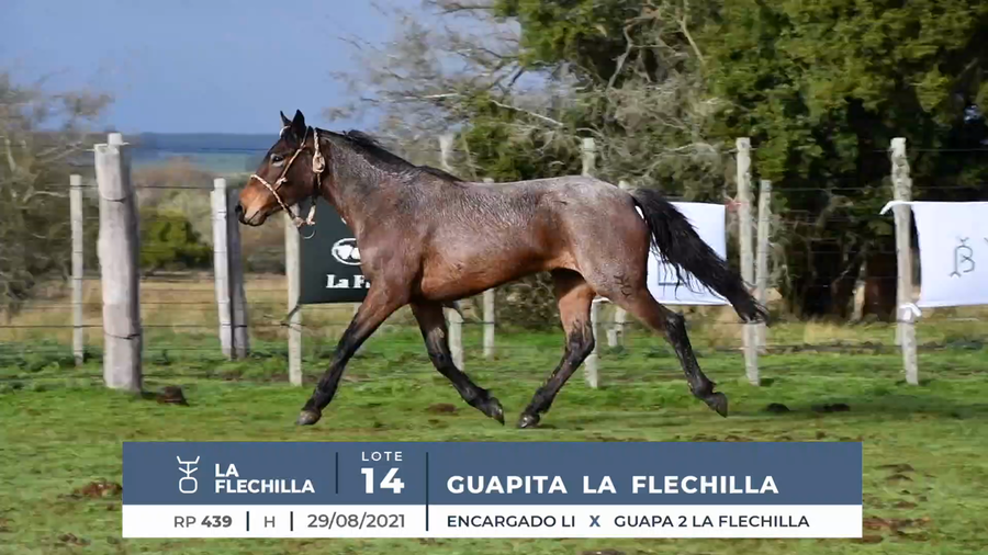 Lote GUAPITA LA FLECHILLA