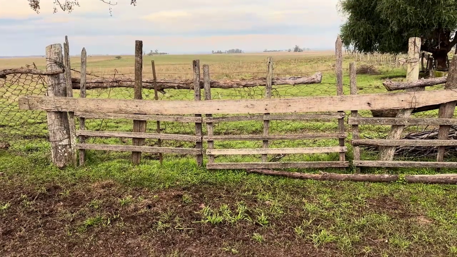 Lote TERNEROS Y TERNERAS