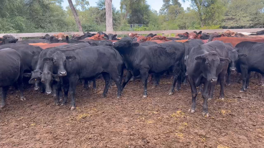 Lote 90 Novillos en J.J. Castelli, Chaco