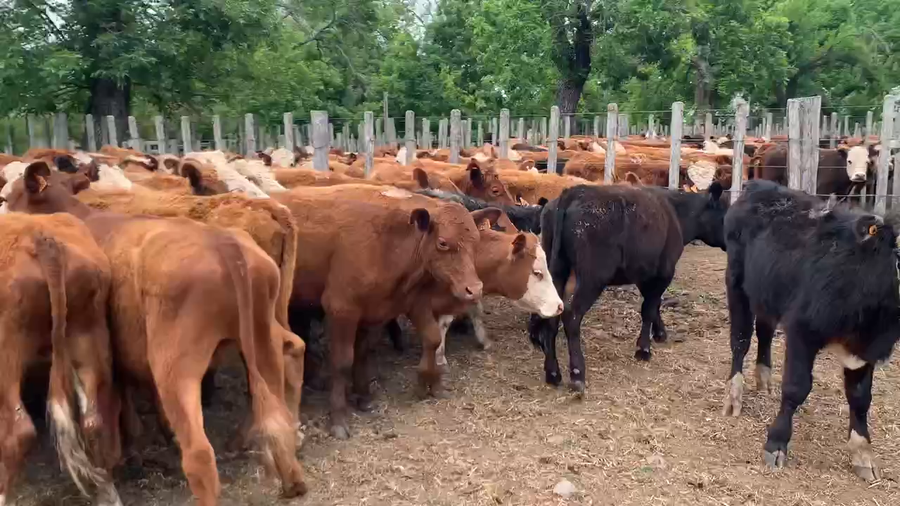 Lote 60 Novillos 1 a 2 años en Melo, Cerro Largo