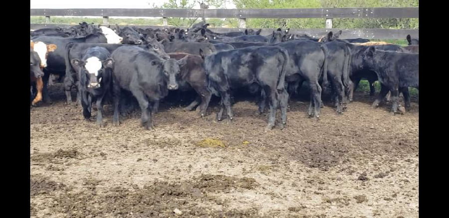 Lote 75 Terneros/as en Villaguay, Entre Ríos