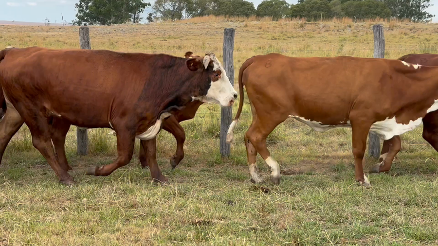 Lote 50 Vacas de invernar en Corrientes, Mercedes