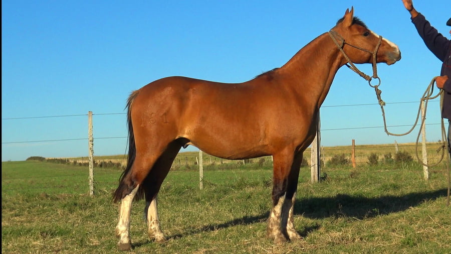 Lote MACARENA VALIENTE