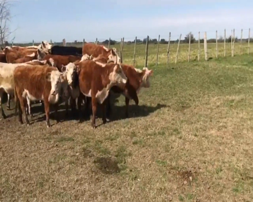 Lote (Vendido)19 Vaquillonas  He y Cruzas a remate en 1º Remate Virtual 255kg -  en Cerro