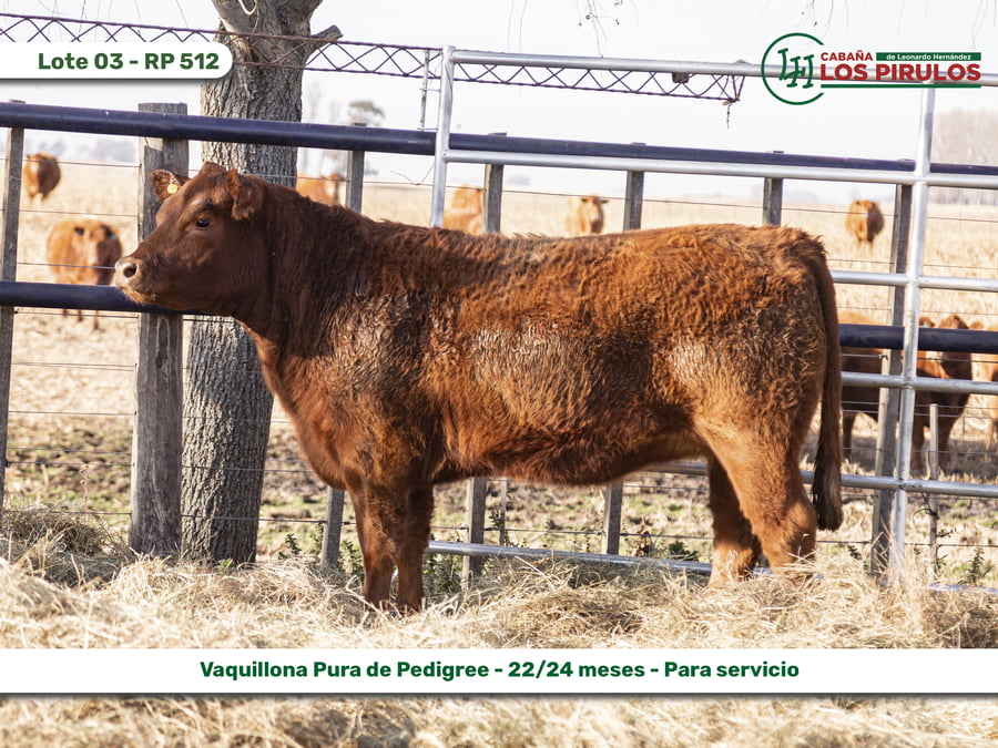 Lote VAQUILLONAS PURAS DE PEDIGREE