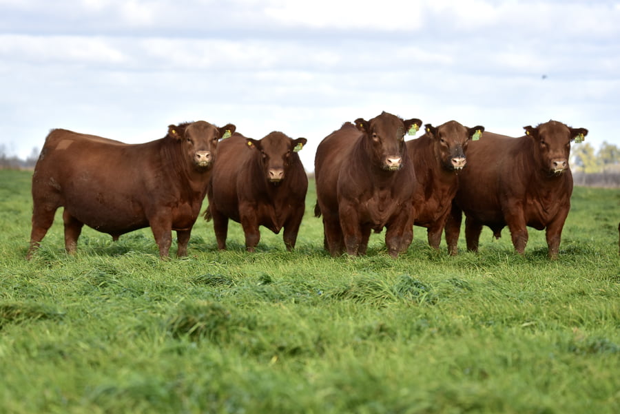 Lote TOROS PC COLORADOS