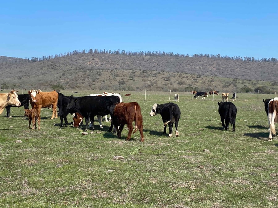 Lote 53 Novillo Engorda en V  Región Valparaíso, Cartagena