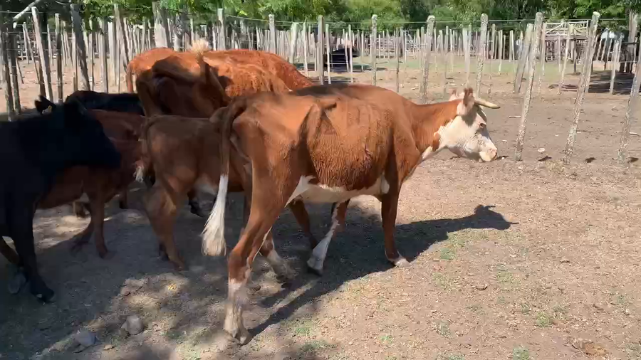 Lote 20 Piezas de cría en Melo, Cerro Largo