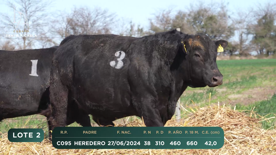 Lote TOROS PC a CAMPO con DEPs