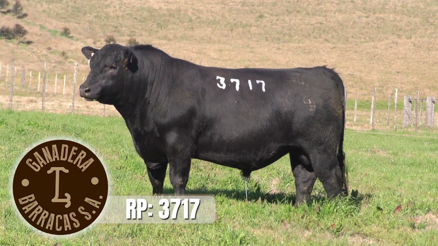 Lote (Vendido)Toros a remate en Ganadera Barracas S.A en Caraguata