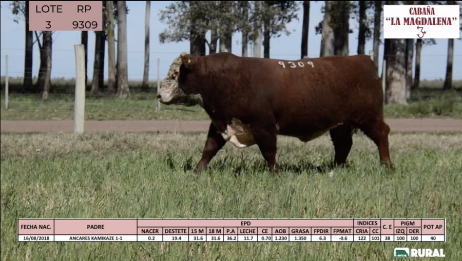 Lote Toros POLLED HEREFORD PI RP 9309 9506