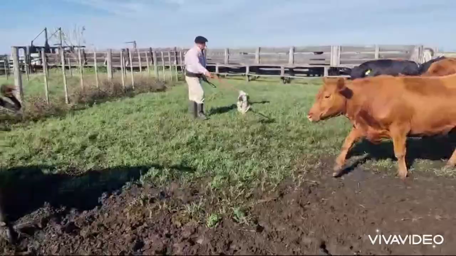 Lote 57 Vacas nuevas Preñadas