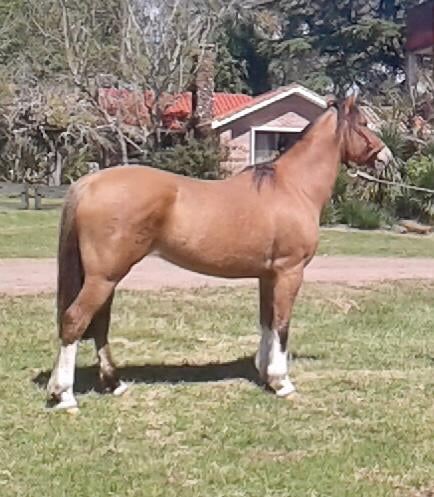 Lote Cabaña "Santa Genoveva" - RP 605 - Genoveva 605