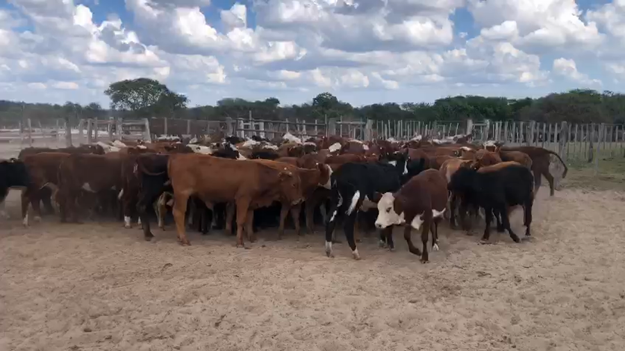 Lote 129 Terneras Braford y sus cruzas en Pueblo Libertador, Corrientes