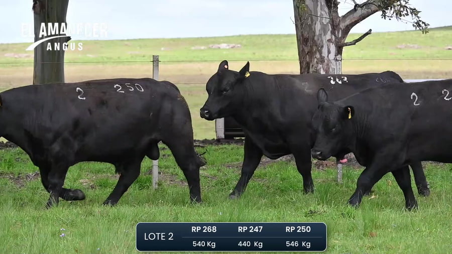 Lote Toros PI