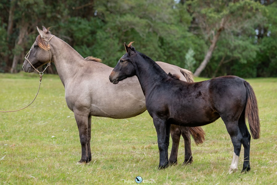 Lote JAGUEL IBIZA 687