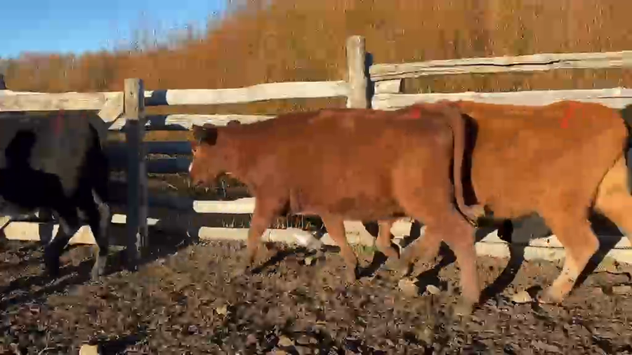 Lote 50 Vaquilla Engorda en XI Región Aysén, Coyhaique
