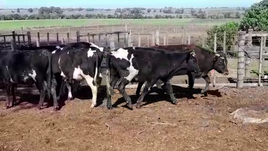 Lote (Vendido)7 Novillos HOLANDO a remate en PANTALLA FEDERICO GARLAND 275kg -  en RADIAL SAN JOSE