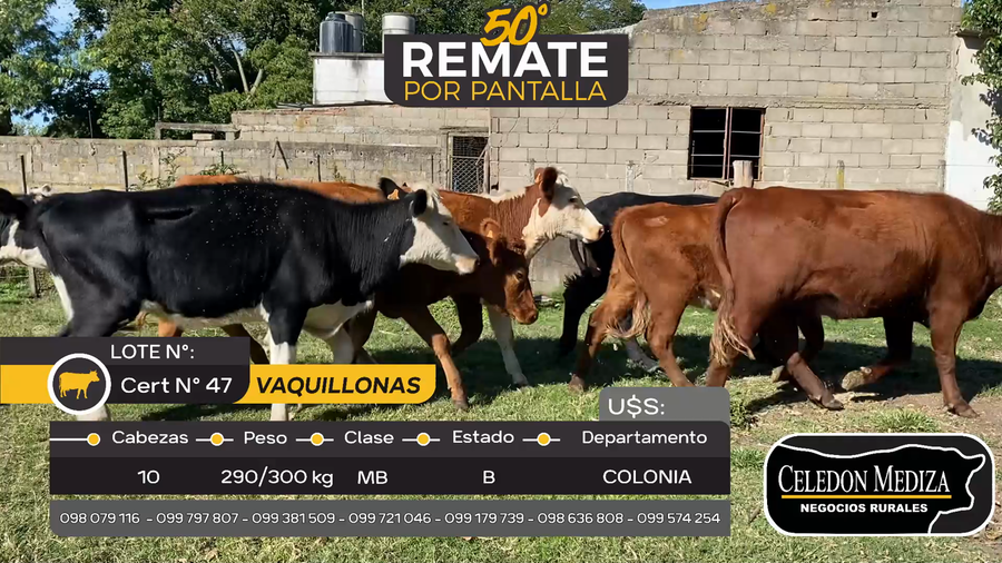 Lote 10 Vaquillonas  en Agraciada, Colonia